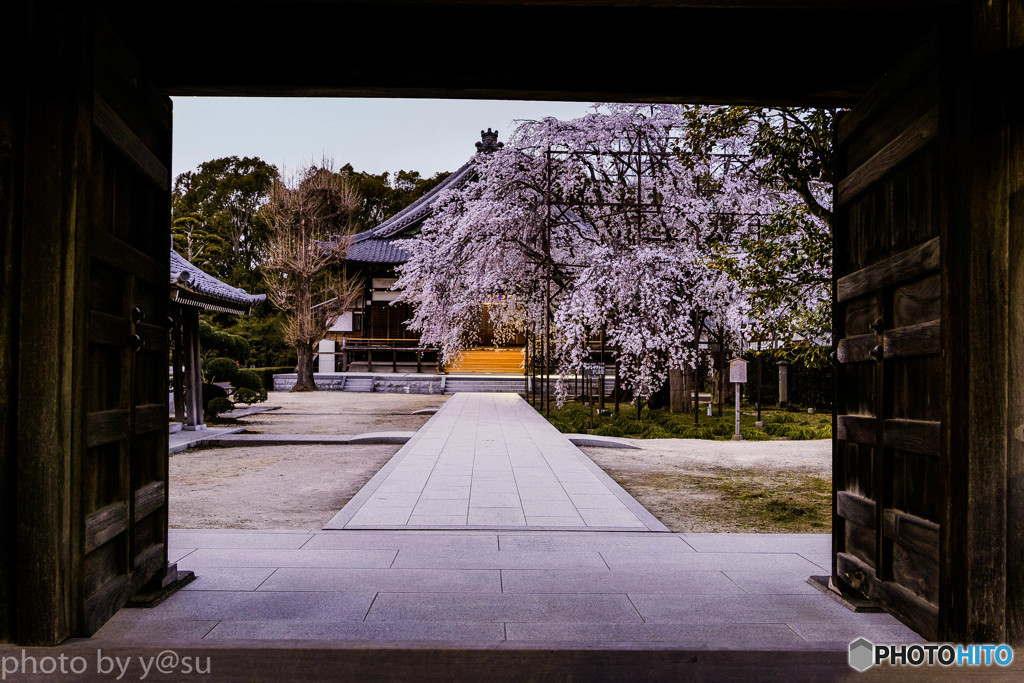 行福寺の枝垂れ桜