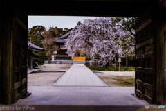 行福寺の枝垂れ桜