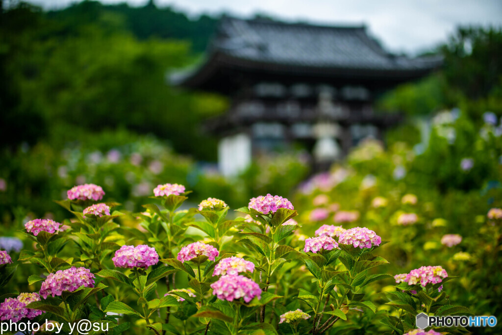 丹州観音寺の紫陽花①