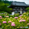 丹州観音寺の紫陽花①