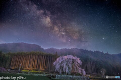 枝垂れ桜と夏の天の川