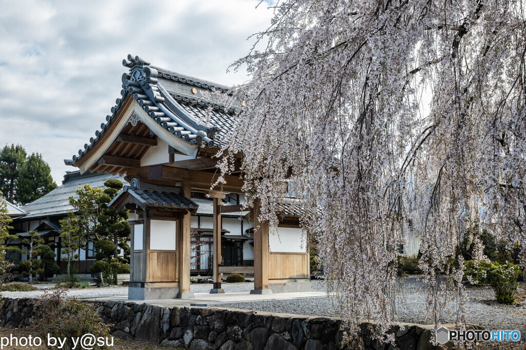 大廣院の桜②