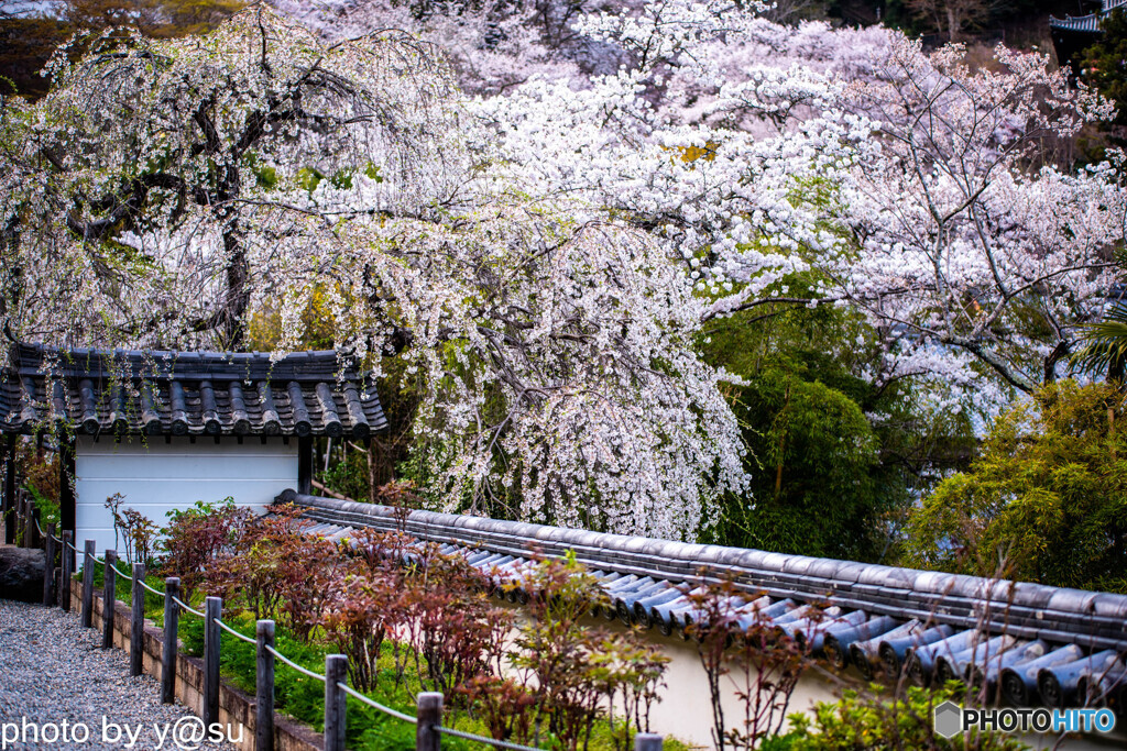 長谷寺の桜⑥