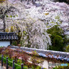 長谷寺の桜⑥