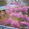 長谷寺の桜①