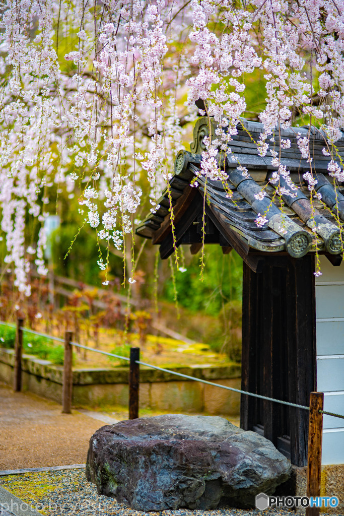 長谷寺の桜Ⅱ