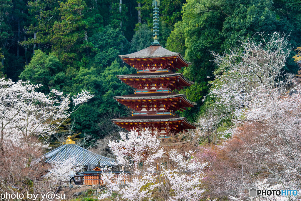 長谷寺の桜⑦