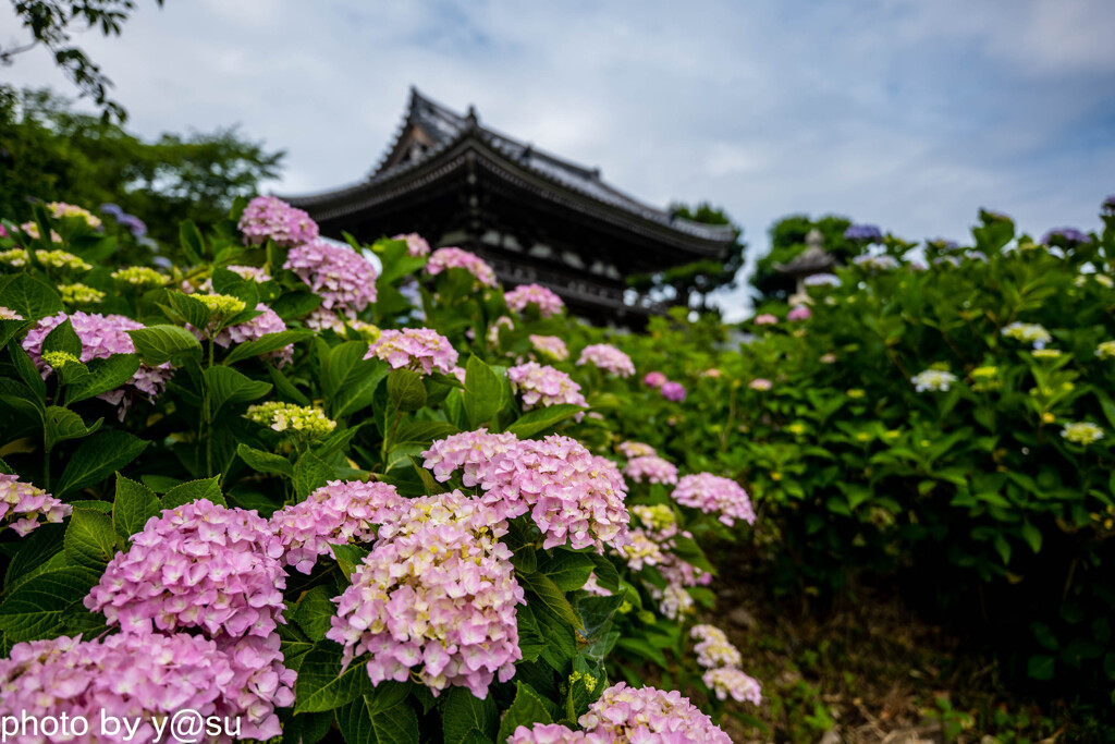 丹州観音寺の紫陽花①