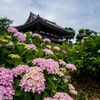 丹州観音寺の紫陽花①