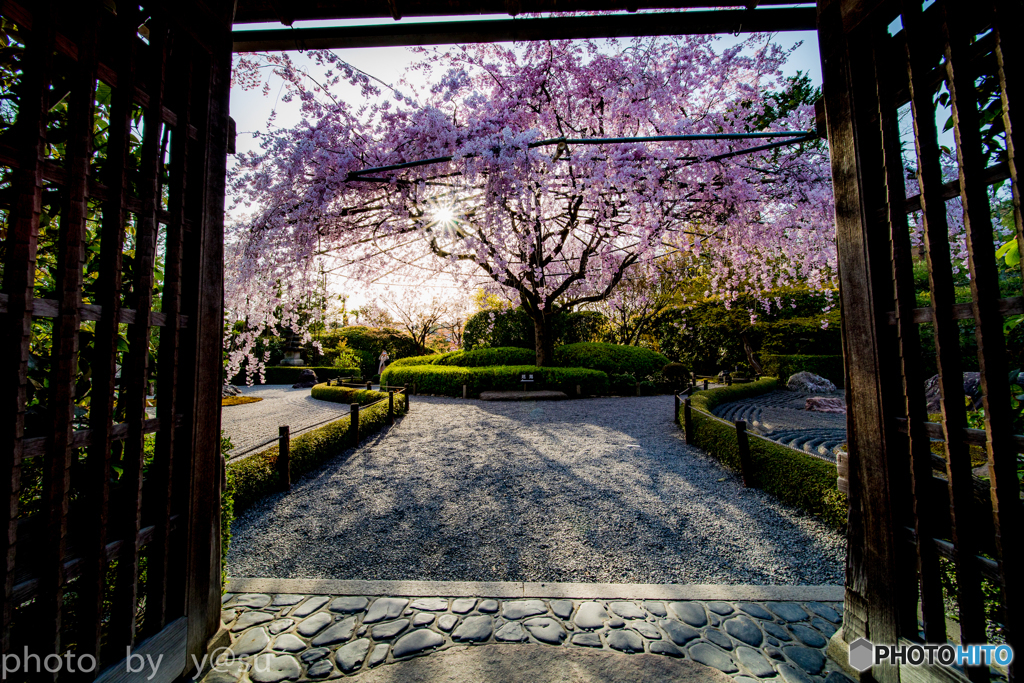 春の退蔵院