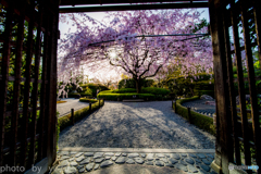 春の退蔵院