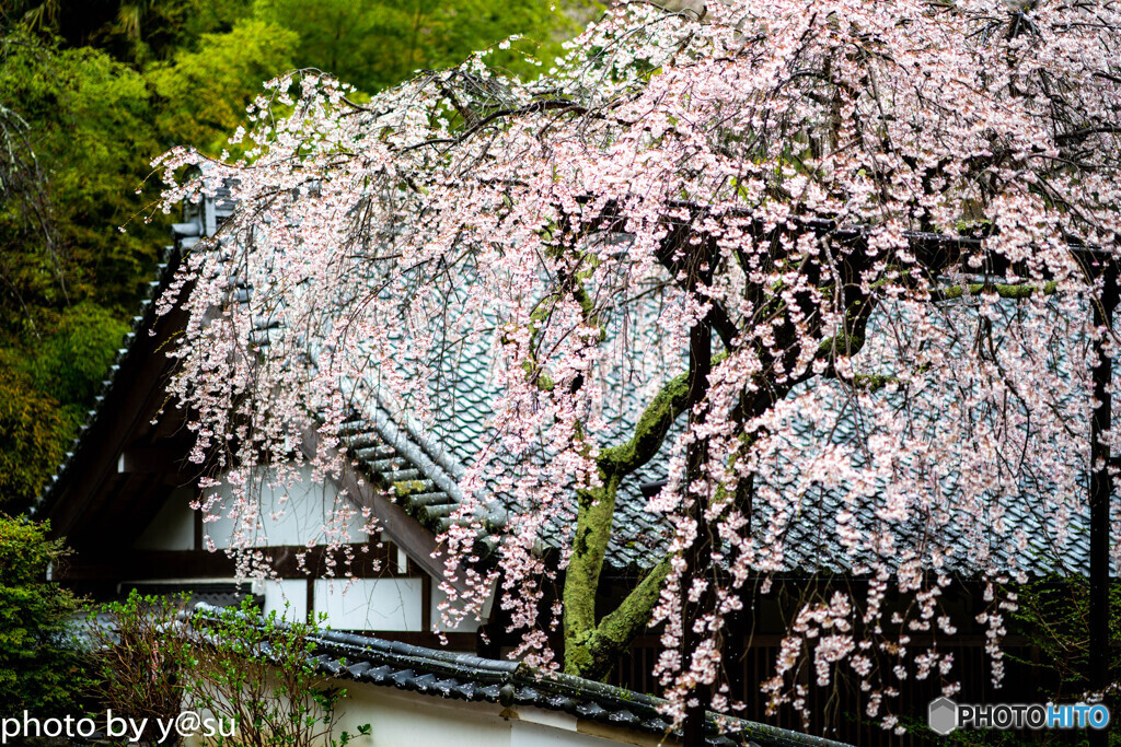 美しき春の長谷寺⑥