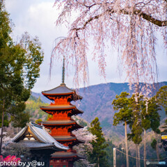 春景の身延山久遠寺②