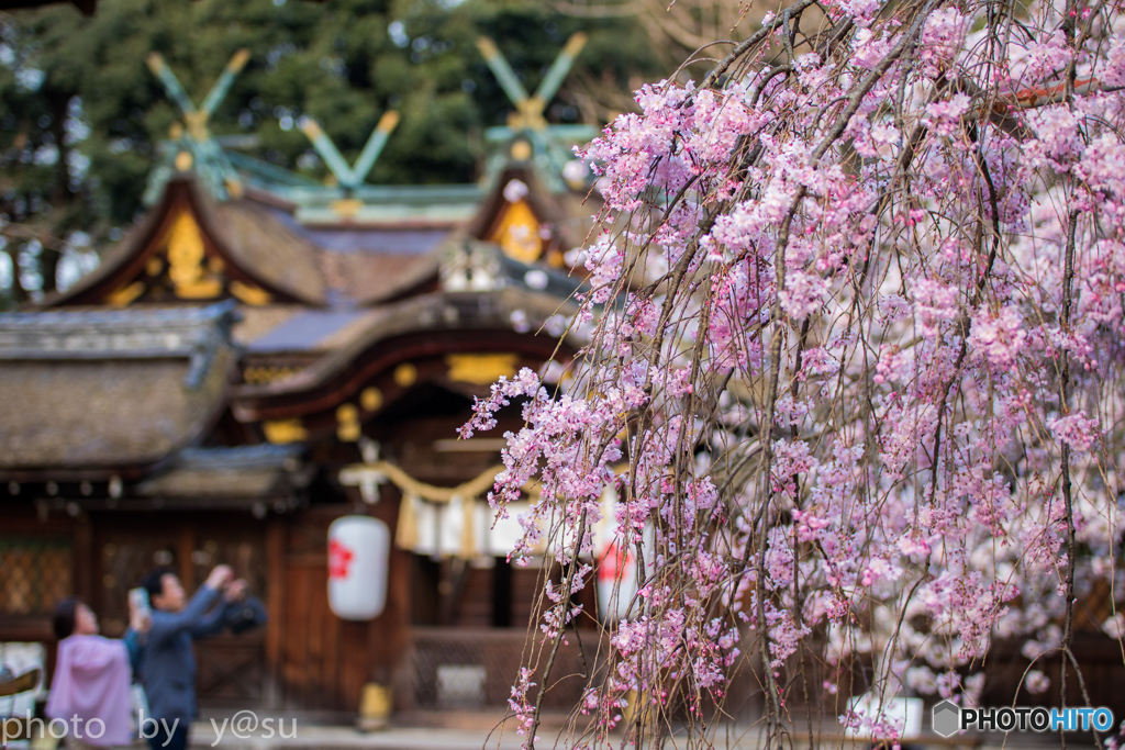 春の平野神社