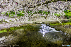 五条川の花ぐる