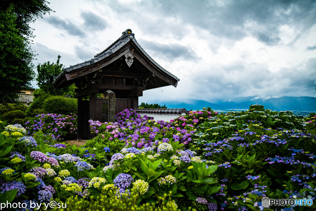 法船寺の紫陽花①