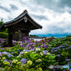 法船寺の紫陽花①