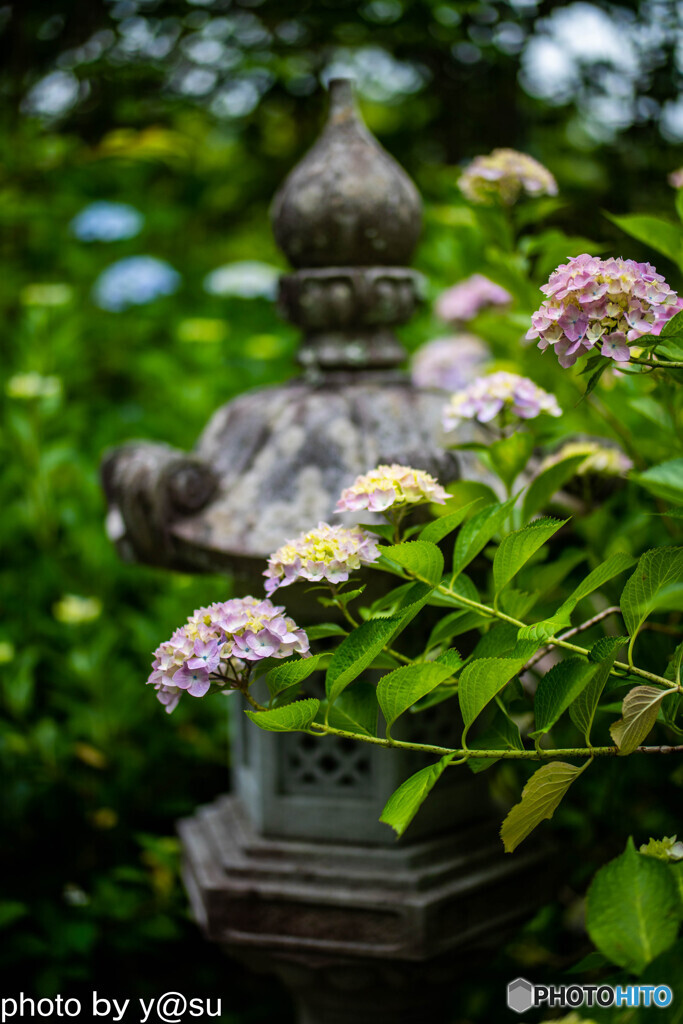 丹州観音寺の紫陽花④