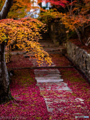 秋色の参道