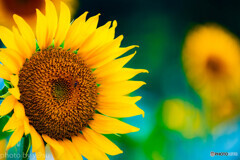 大岩フラワーガーデンのひまわり