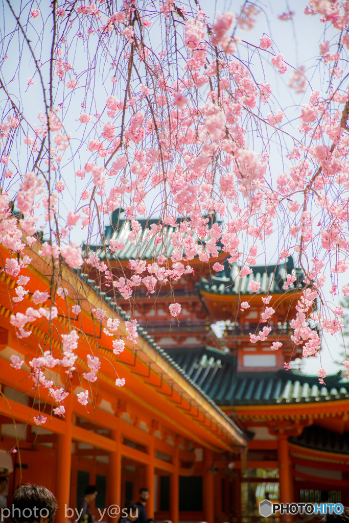 春の平安神宮