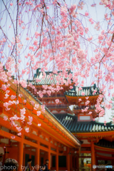 春の平安神宮