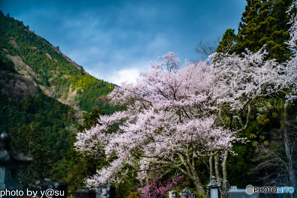 春景の身延山久遠寺④