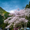 春景の身延山久遠寺④