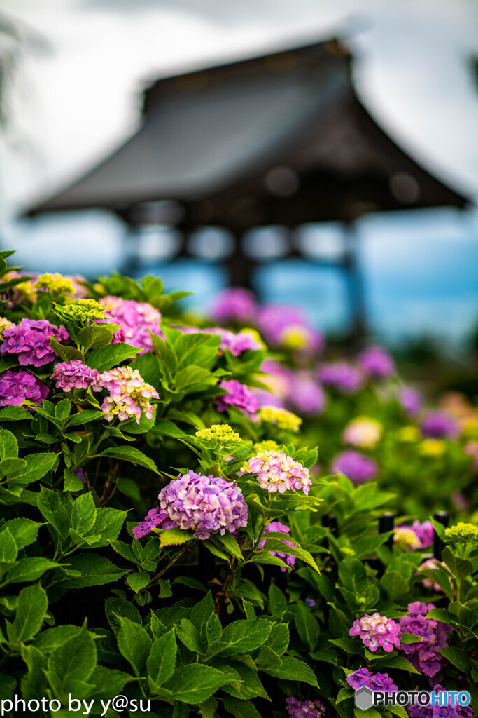 法船寺の紫陽花②