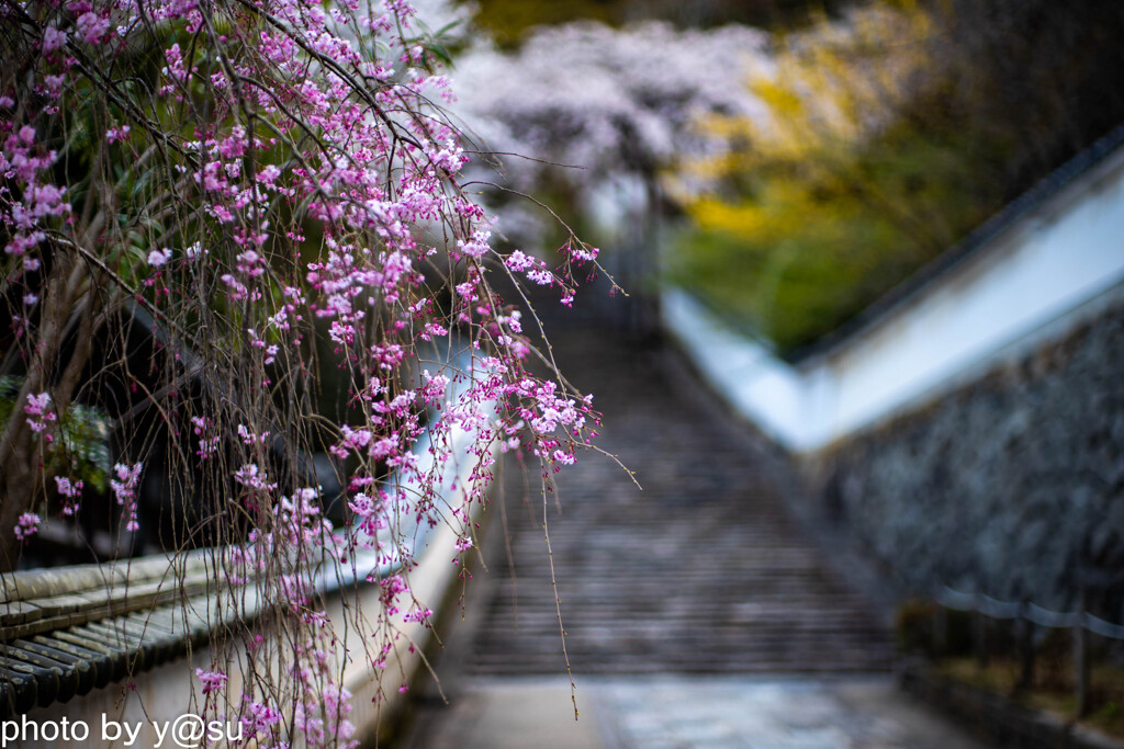 長谷寺の桜②