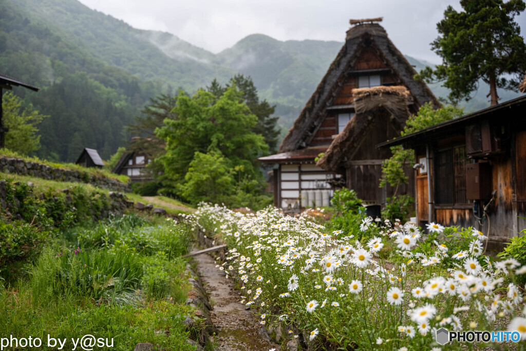 白川郷　～田植えのころ～③