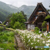 白川郷　～田植えのころ～③