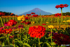 百日草と富士