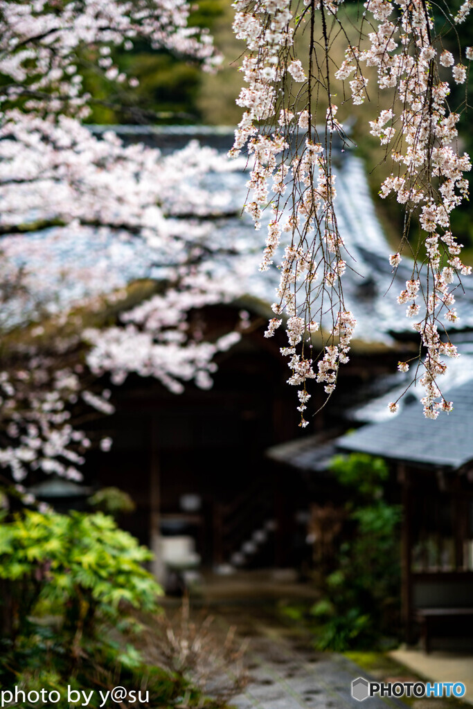 美しき春の長谷寺⑨