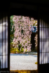 高台寺の枝垂れ桜
