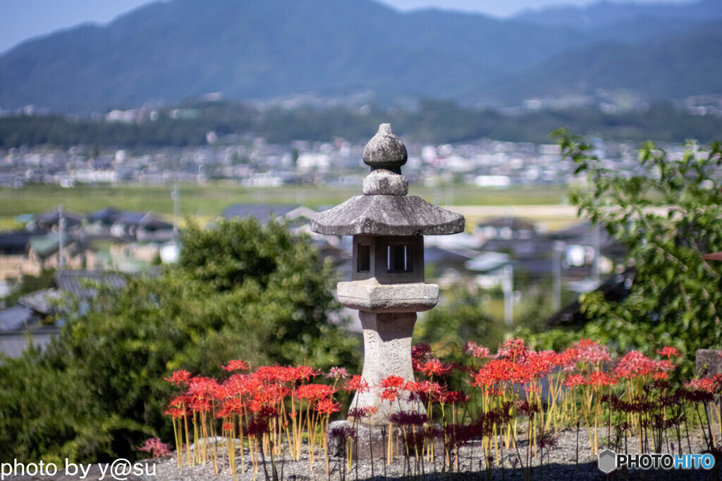 法運寺の彼岸花Ⅱ