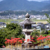 法運寺の彼岸花Ⅱ