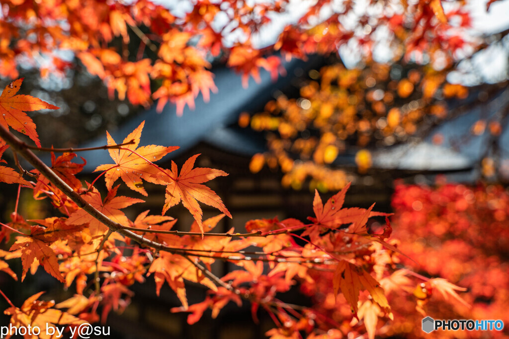 京都　高雄山神護寺の紅葉