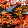 京都　高雄山神護寺の紅葉