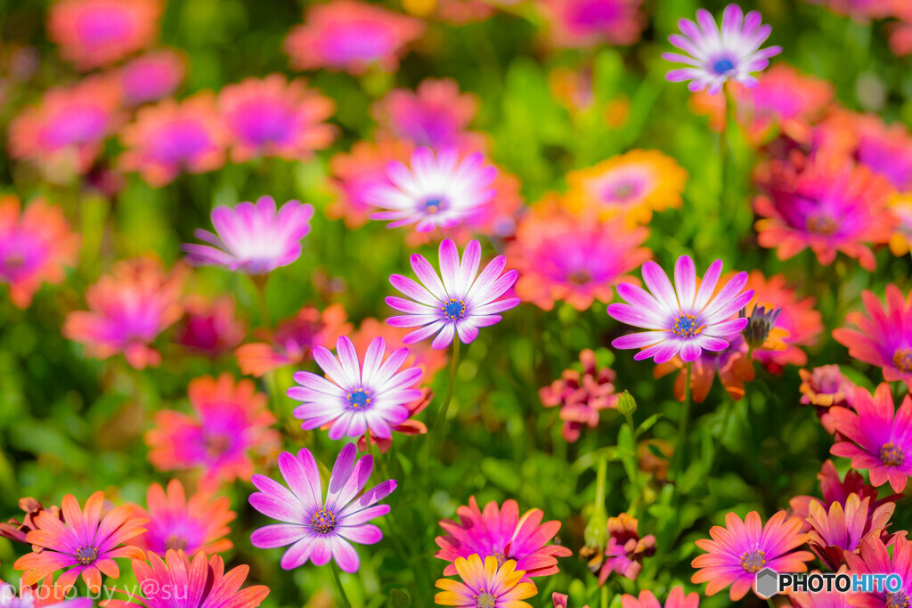 信州花フェスタ２０１９