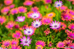 信州花フェスタ２０１９