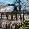 長玅寺の桜①