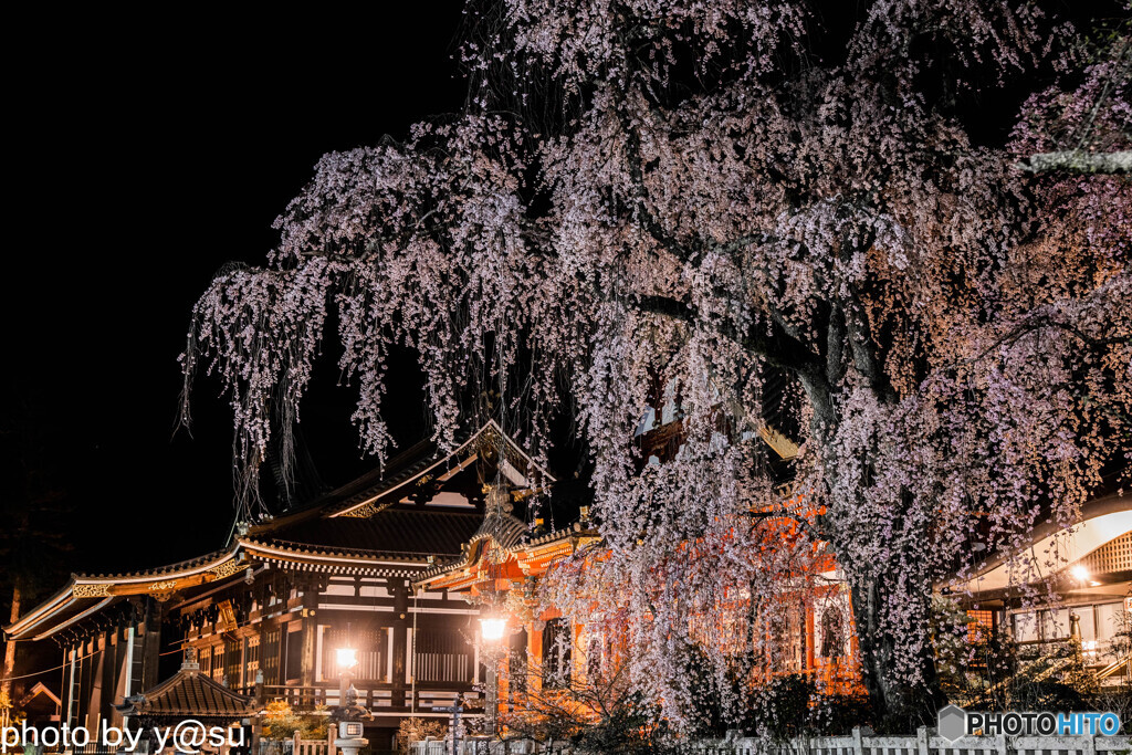 春景の身延山久遠寺①