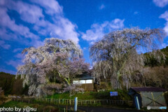 勝間薬師堂のしだれ桜