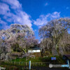 勝間薬師堂のしだれ桜