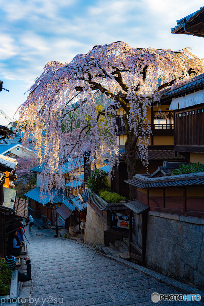 産寧坂の枝垂れ桜