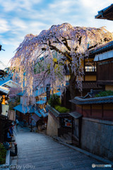 産寧坂の枝垂れ桜