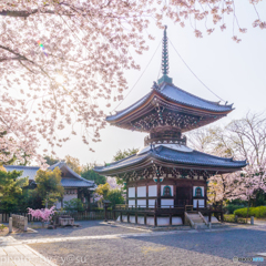 春の大法院