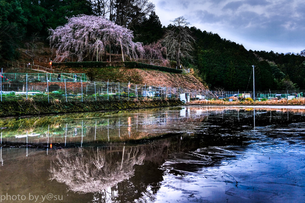 愛知県　奥山田のしだれ桜