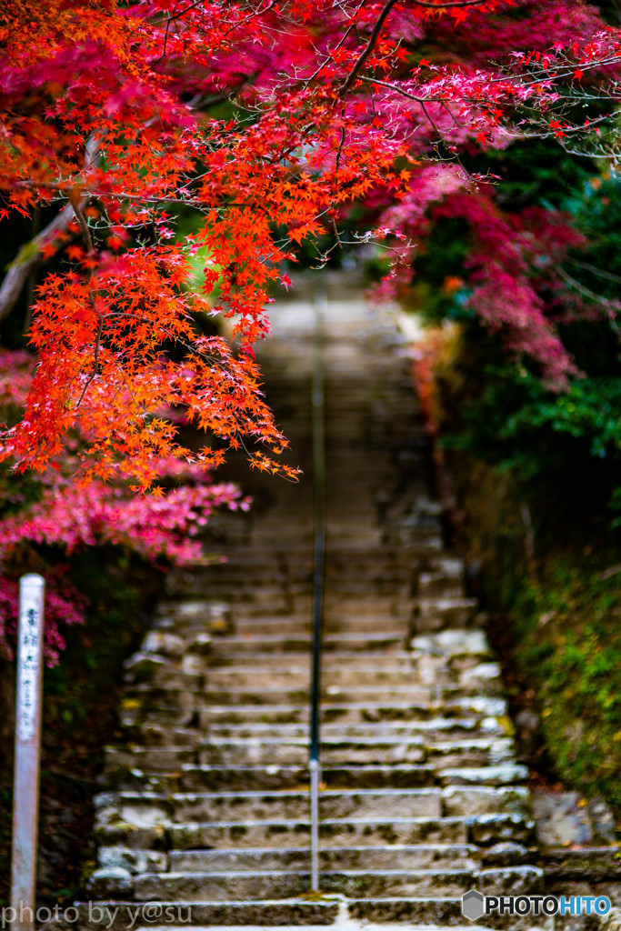 二尊院の紅葉